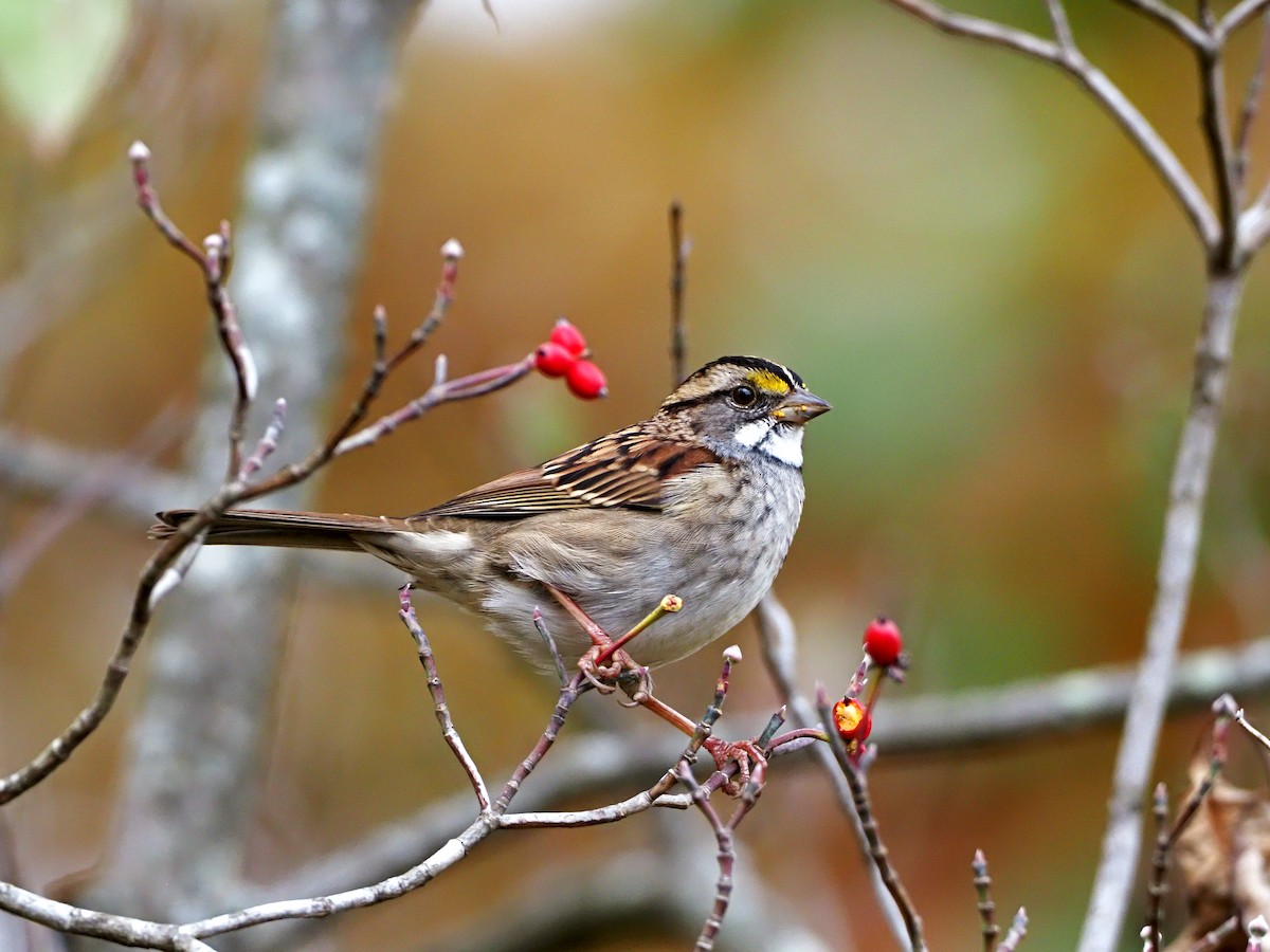 White-throated Sparrow - ML271213381