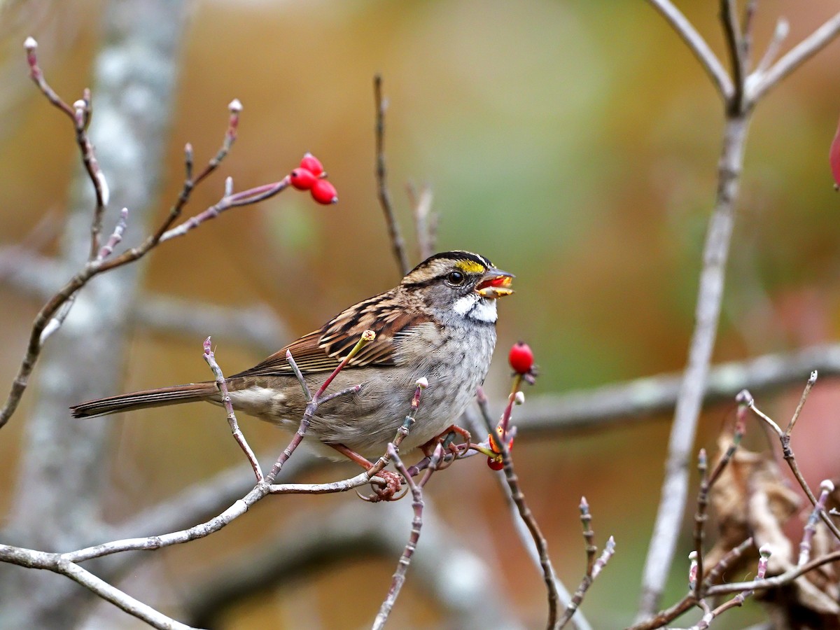 White-throated Sparrow - Gary Mueller