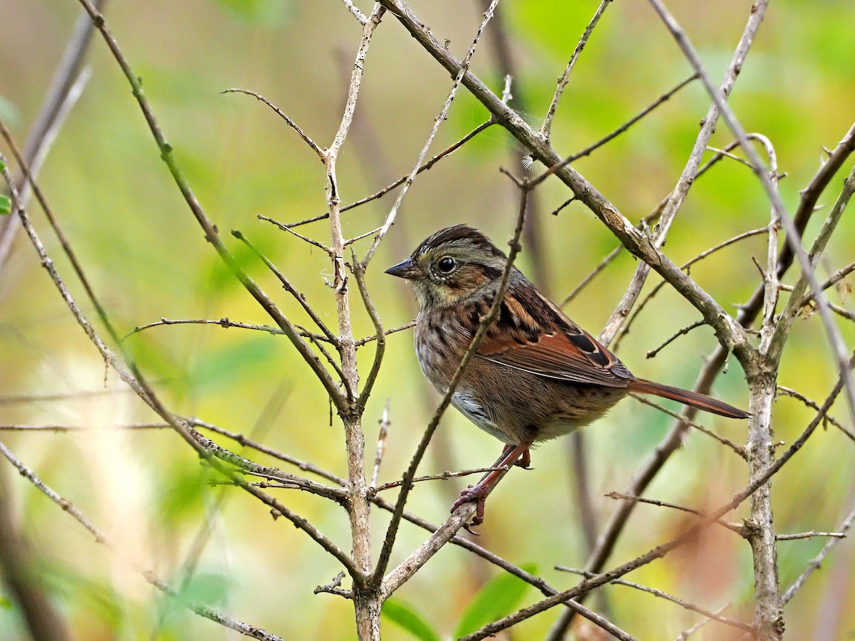 Swamp Sparrow - ML271214151
