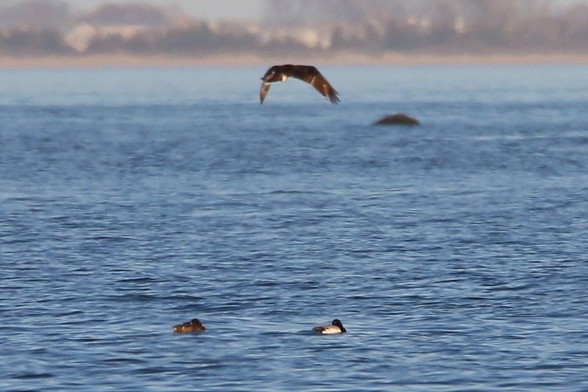 Greater/Lesser Scaup - Russ Smiley