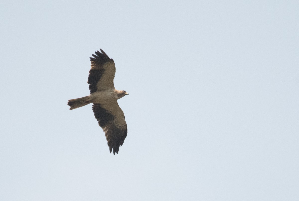 Booted Eagle - Ritesh Dighe