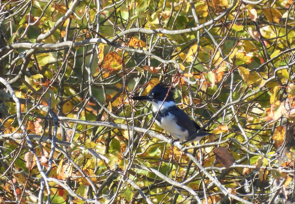 Belted Kingfisher - ML271219611