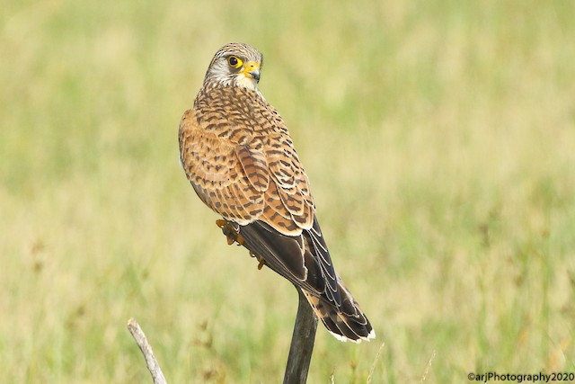 ヒメチョウゲンボウ Ebird