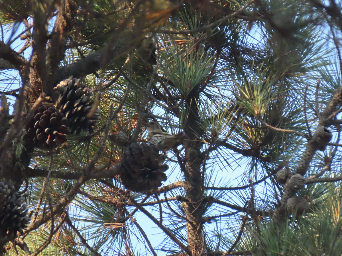Pine Siskin - Long-eared Owl
