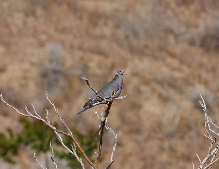 Band-tailed Pigeon - ML27122391