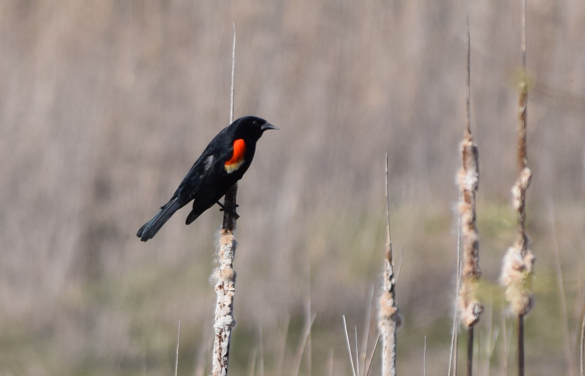 Red-winged Blackbird - Scott Johnson