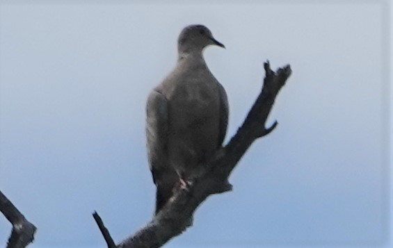 Eurasian Collared-Dove - ML271228971