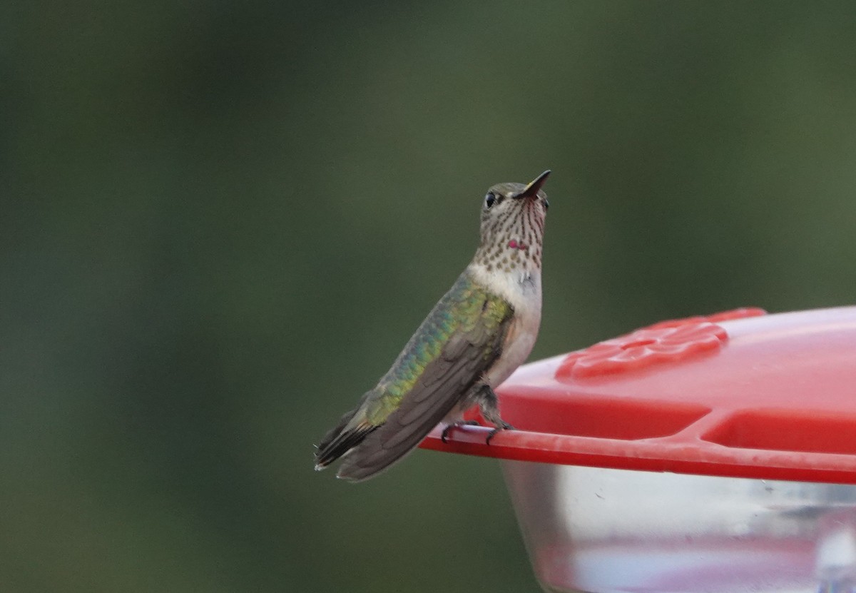Calliope Hummingbird - Andy & Ellen Filtness
