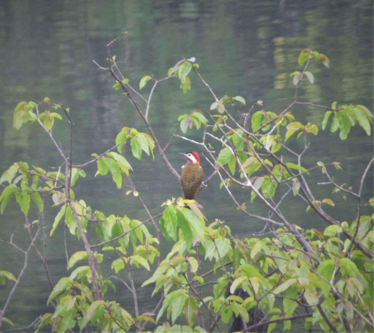 Spot-breasted Woodpecker - ML271231521