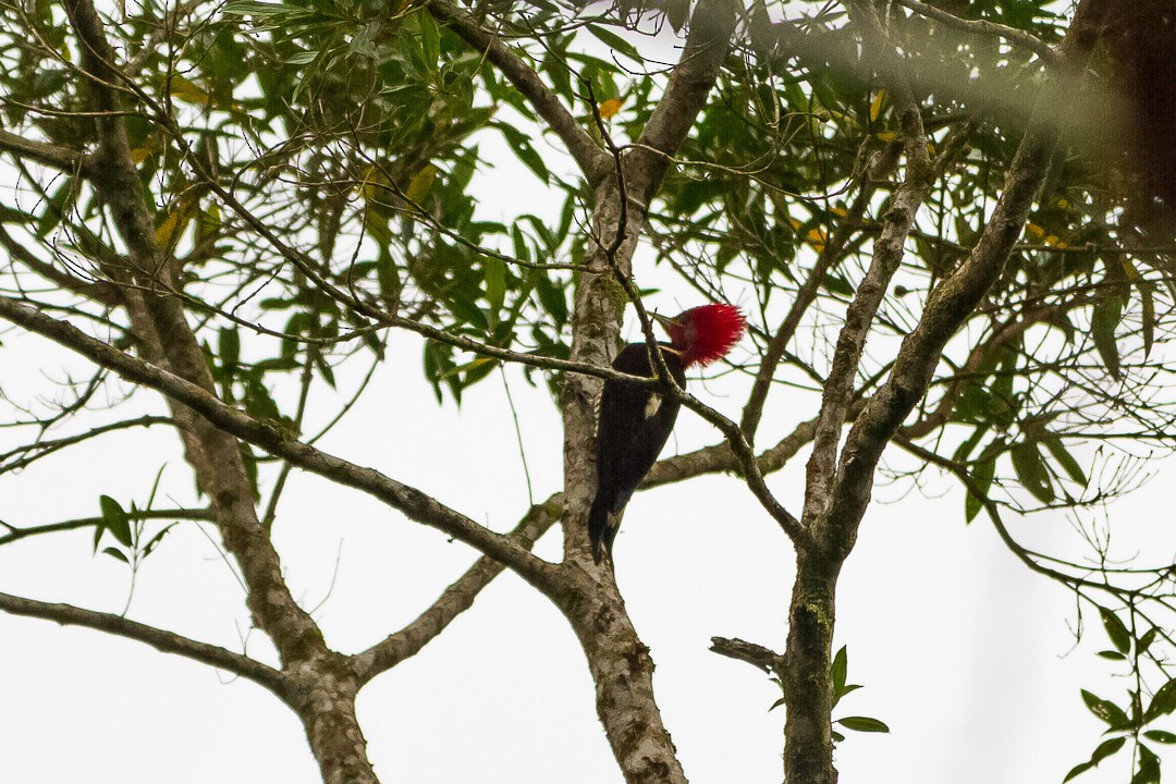 Helmeted Woodpecker - LAERTE CARDIM