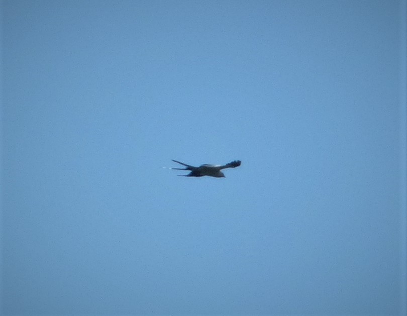 Swallow-tailed Kite - ML271234991