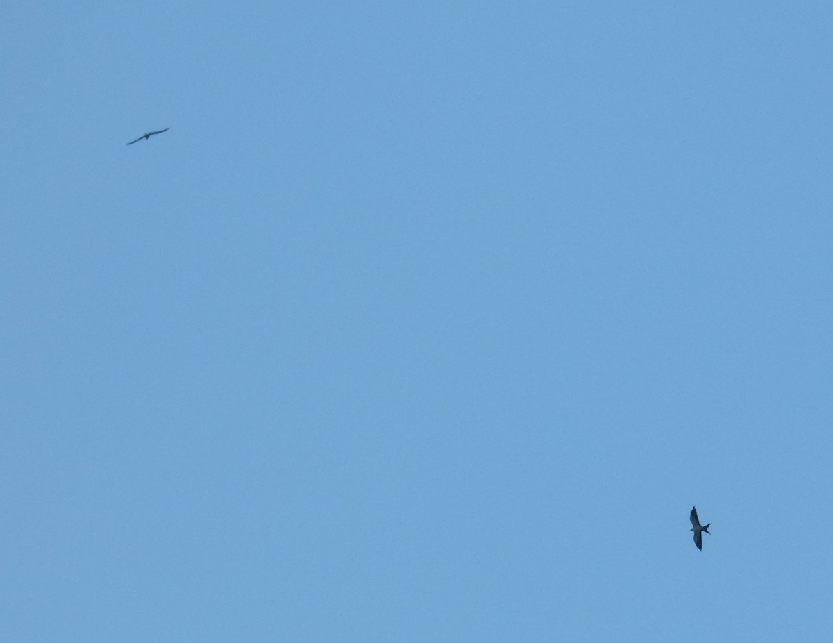Swallow-tailed Kite - ML271235011