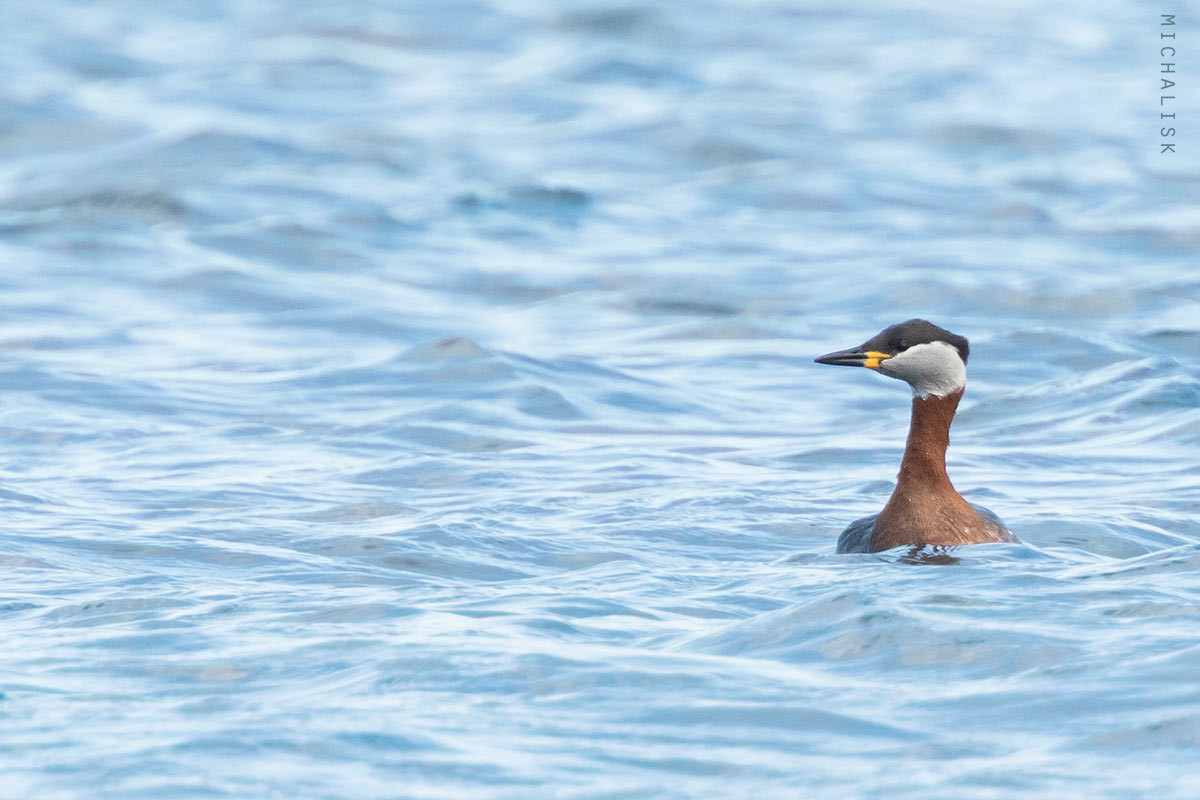 Red-necked Grebe - ML271240921