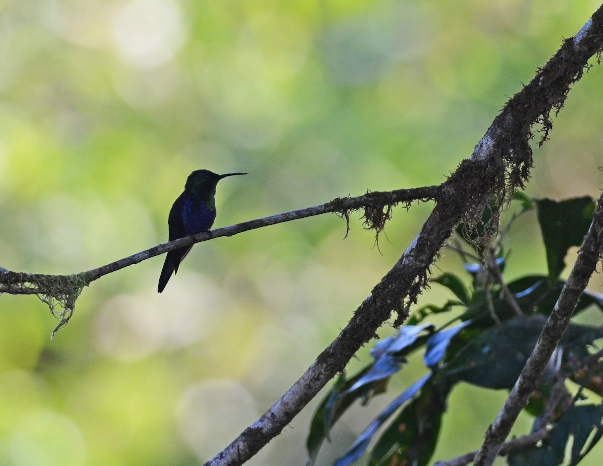 Crowned Woodnymph (Northern/Colombian Violet-crowned) - ML271248651