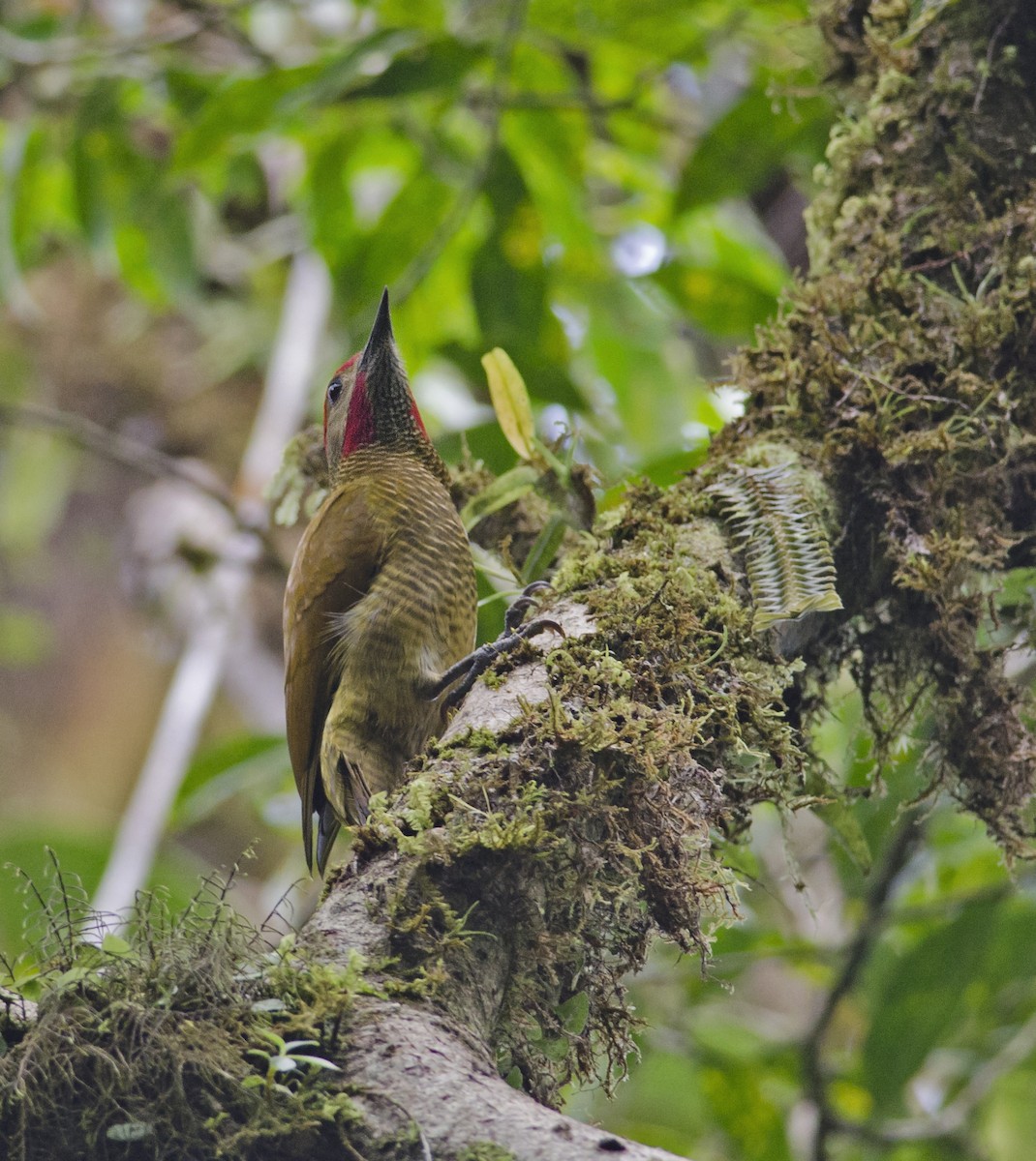 Golden-olive Woodpecker - ML271249151