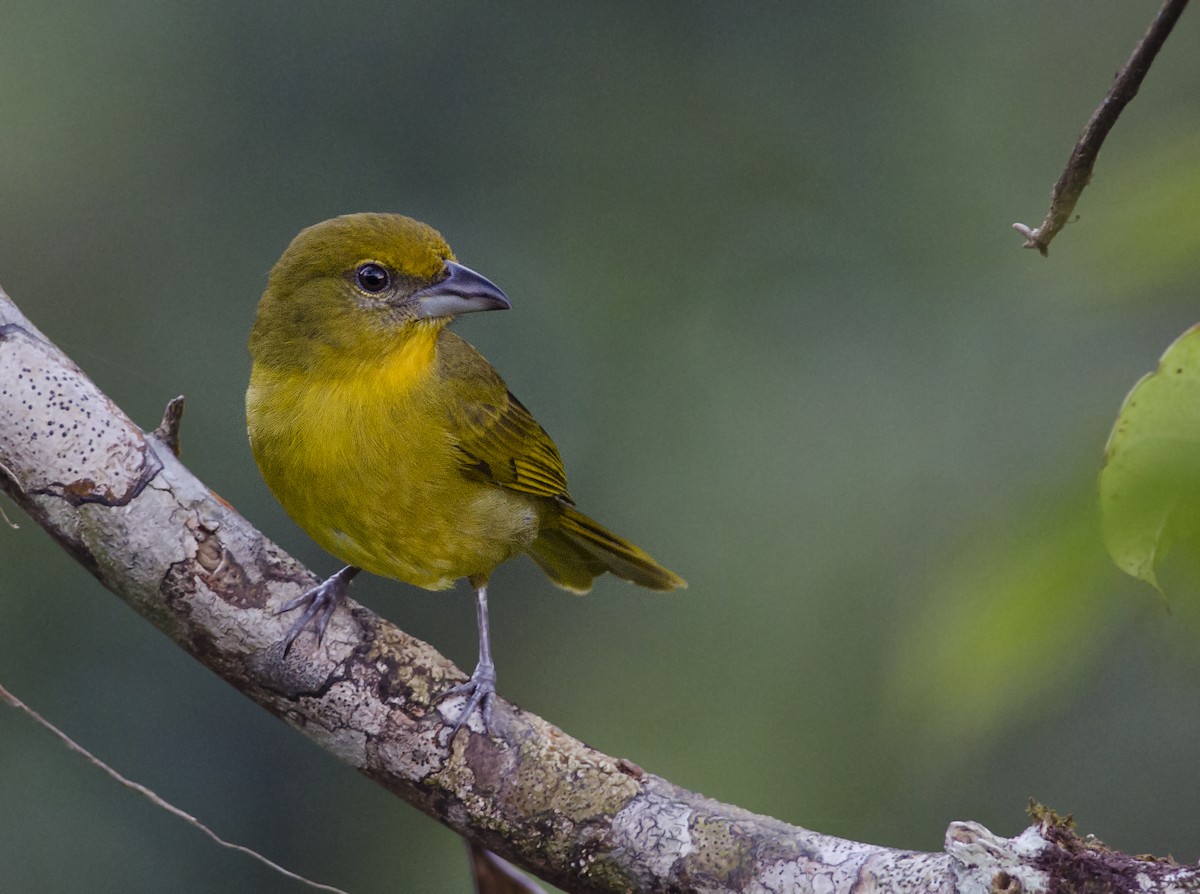 Hepatic Tanager - ML271249441