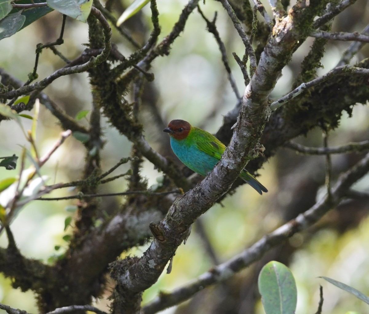 Bay-headed Tanager - ML271249801