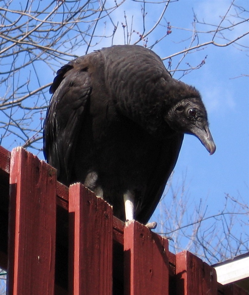Black Vulture - Anita Gould