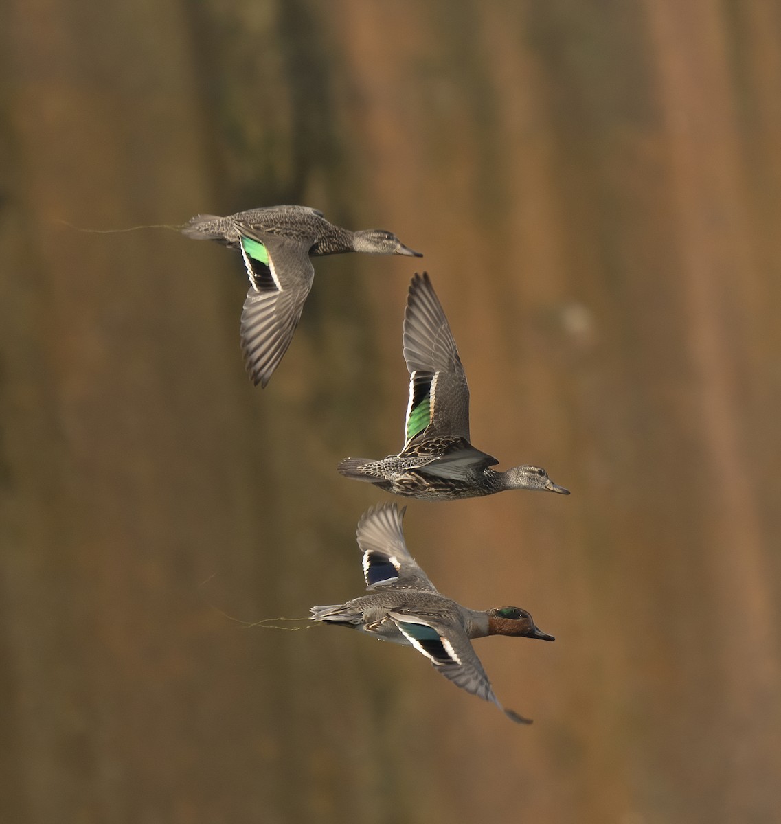 Green-winged Teal - ML271252401