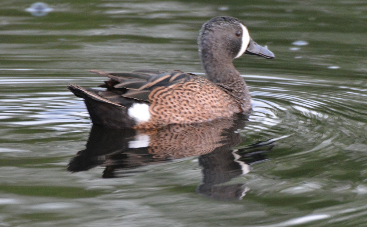 Blue-winged Teal - ML27125321