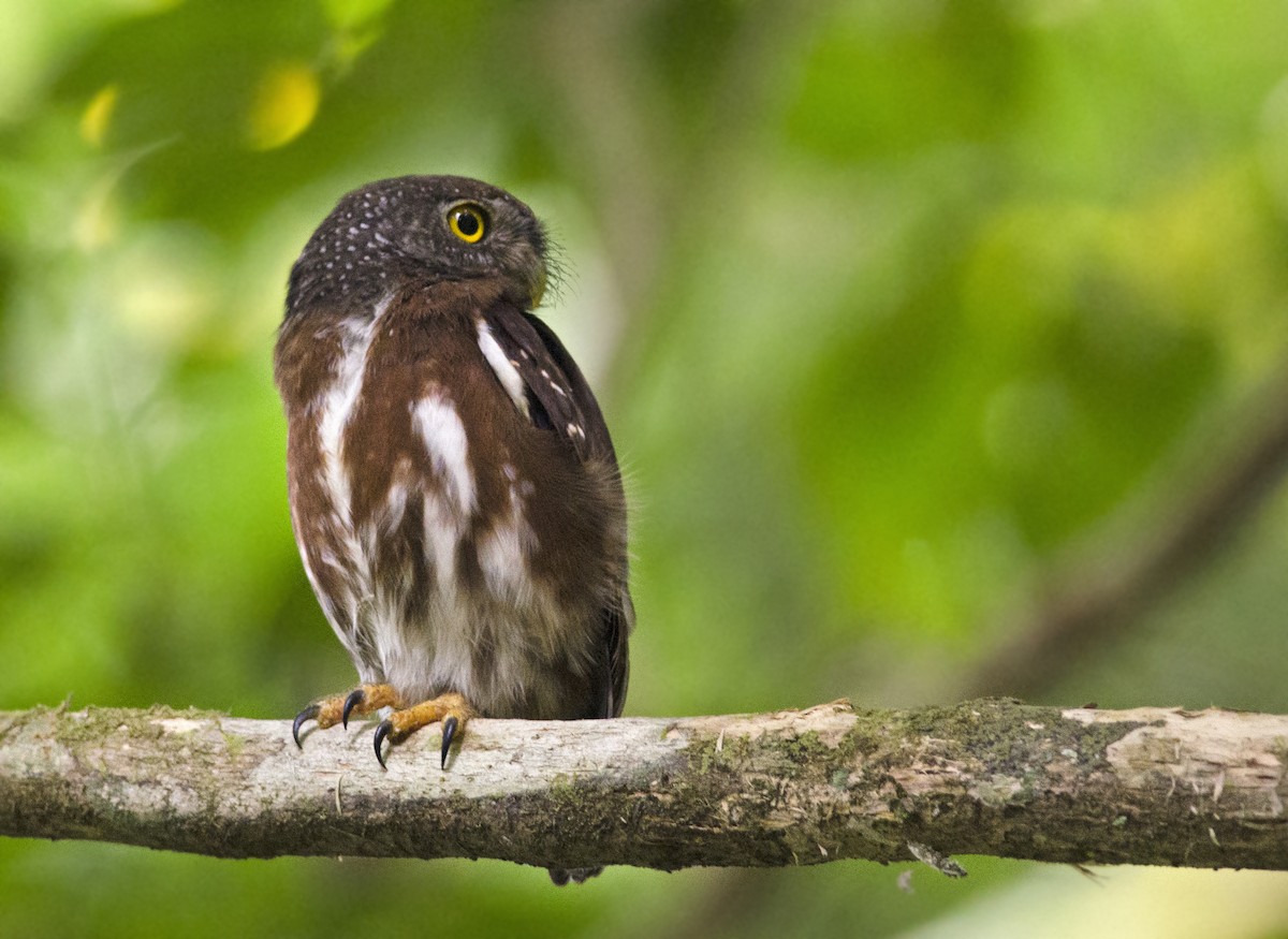 Central American Pygmy-Owl - Joshua Vandermeulen
