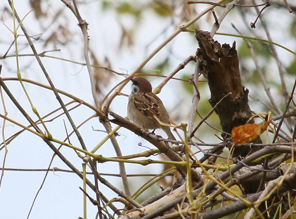 Eurasian Tree Sparrow - Brian Voorhees