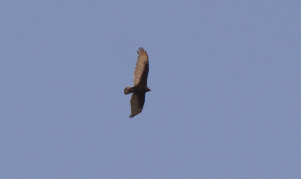 Turkey Vulture - ML27125711