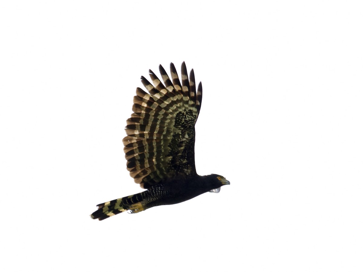 Black Hawk-Eagle - Joshua Vandermeulen
