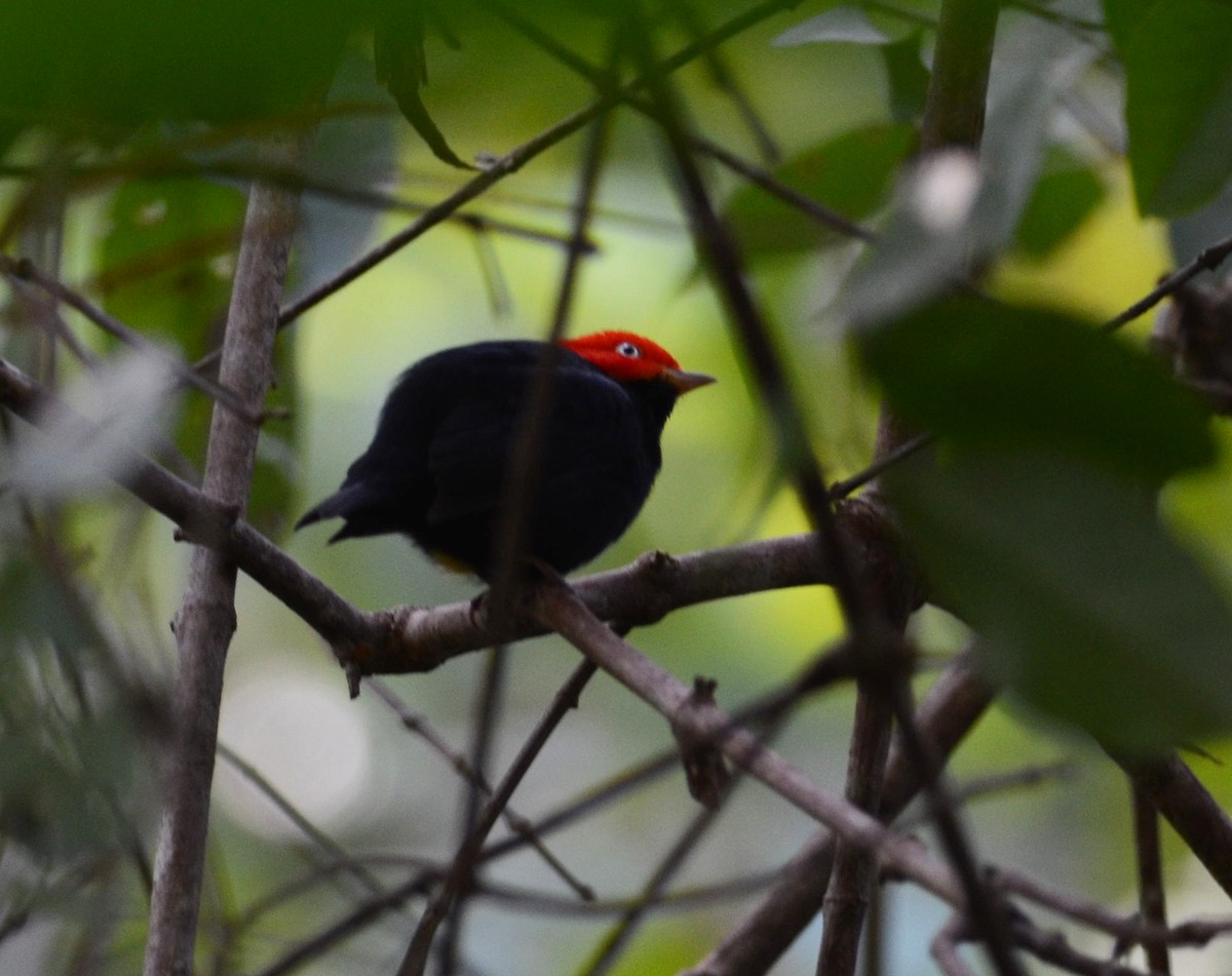 Red-capped Manakin - ML271257951