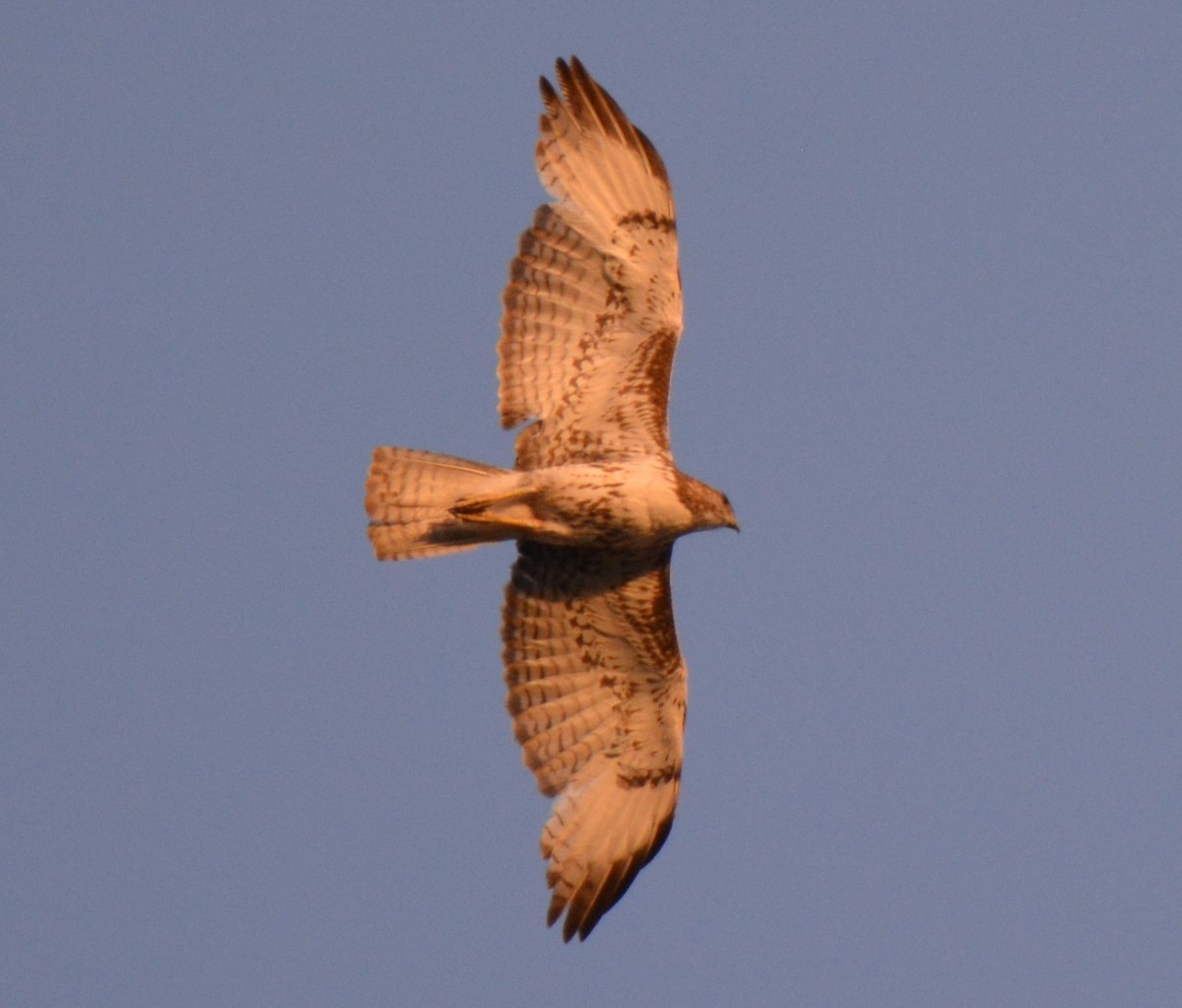 Red-tailed Hawk - ML27125871