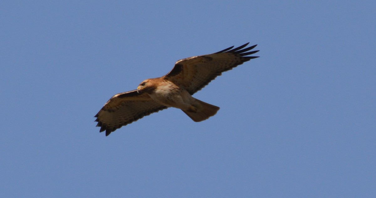 Red-tailed Hawk - ML27125881