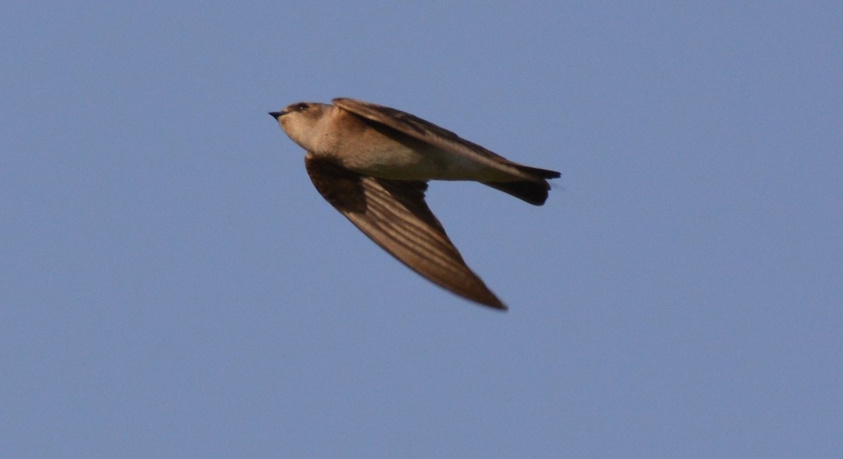 Northern Rough-winged Swallow - ML27126111