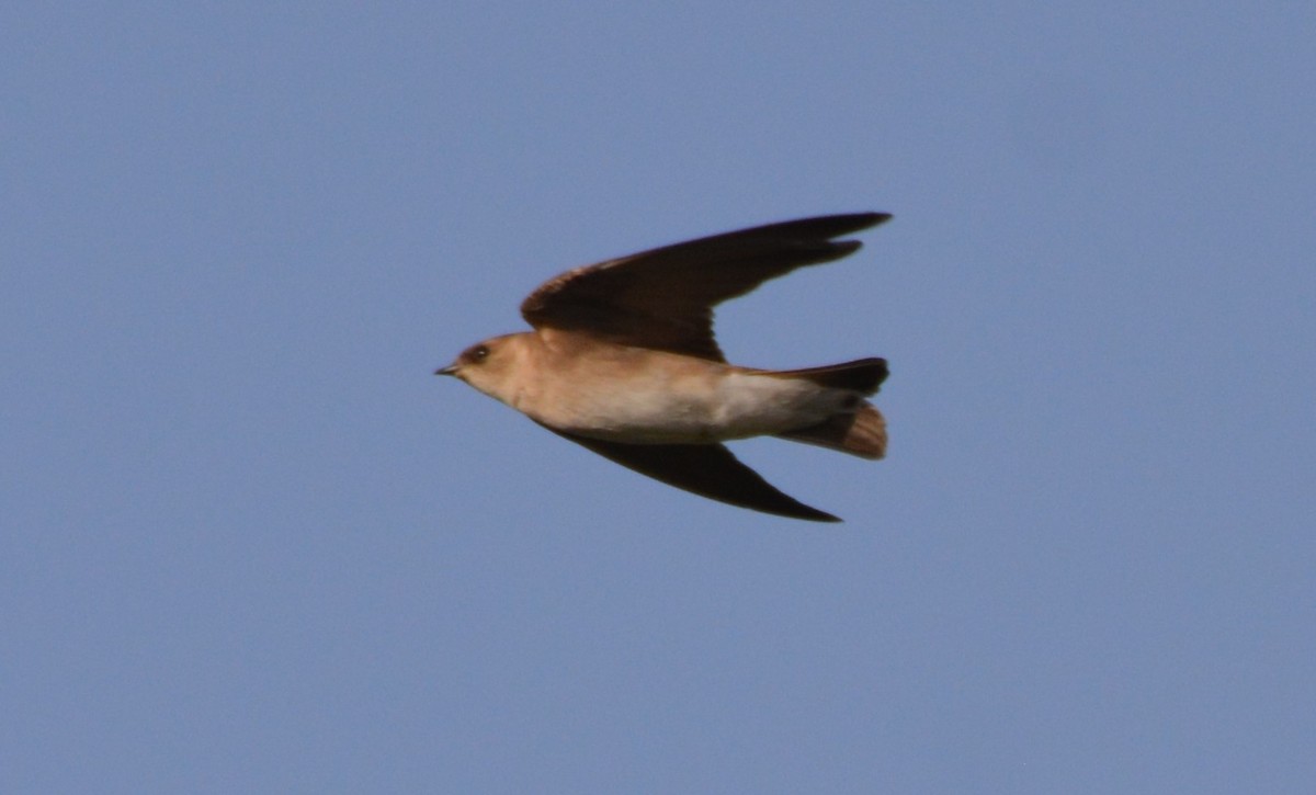 Northern Rough-winged Swallow - ML27126121