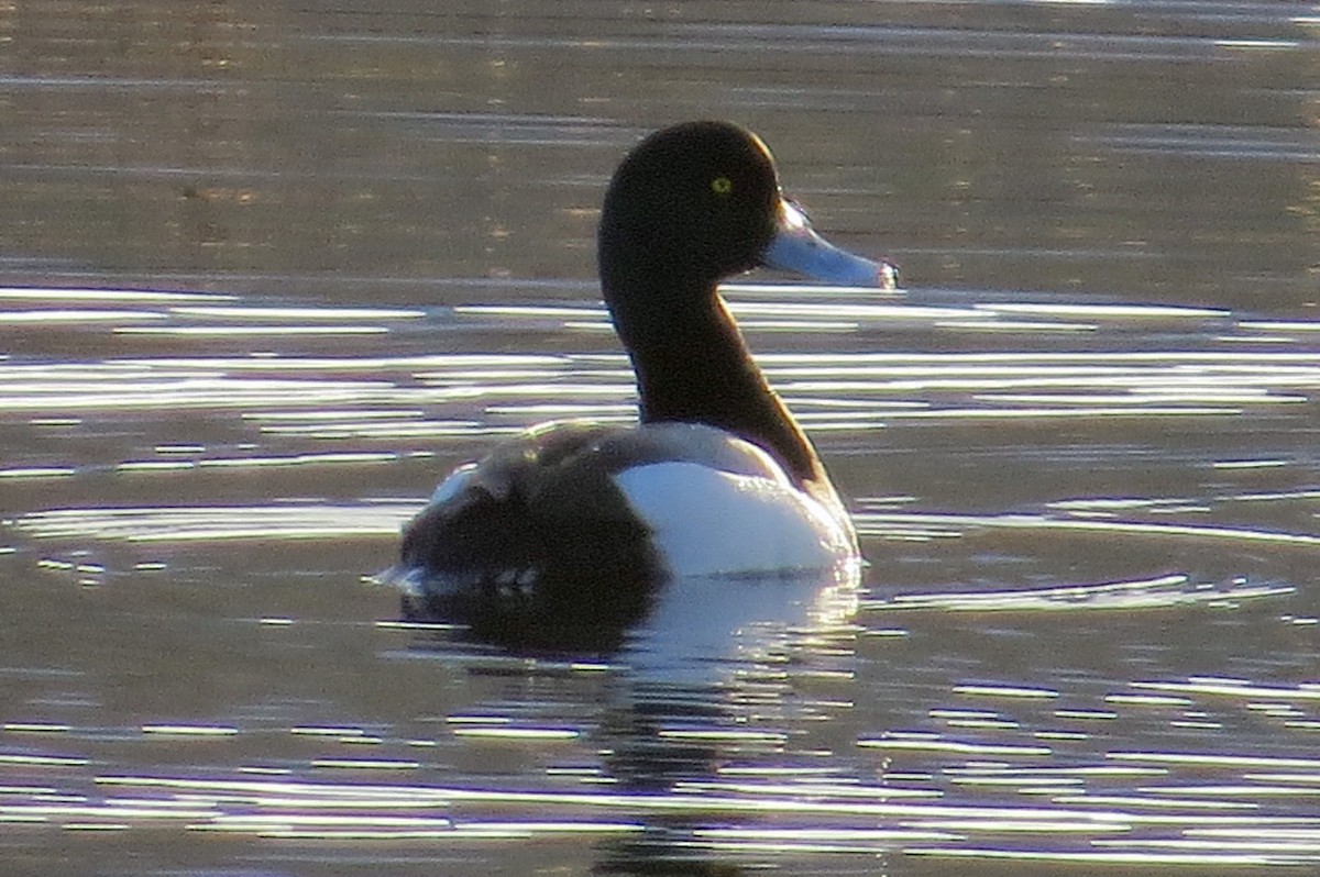 Greater Scaup - ML27126541