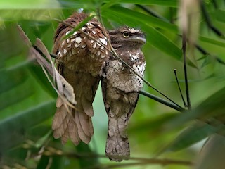 Pair - Lars Petersson | My World of Bird Photography - ML271274331
