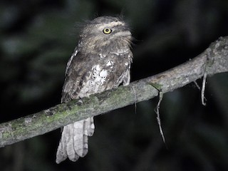  - Javan Frogmouth