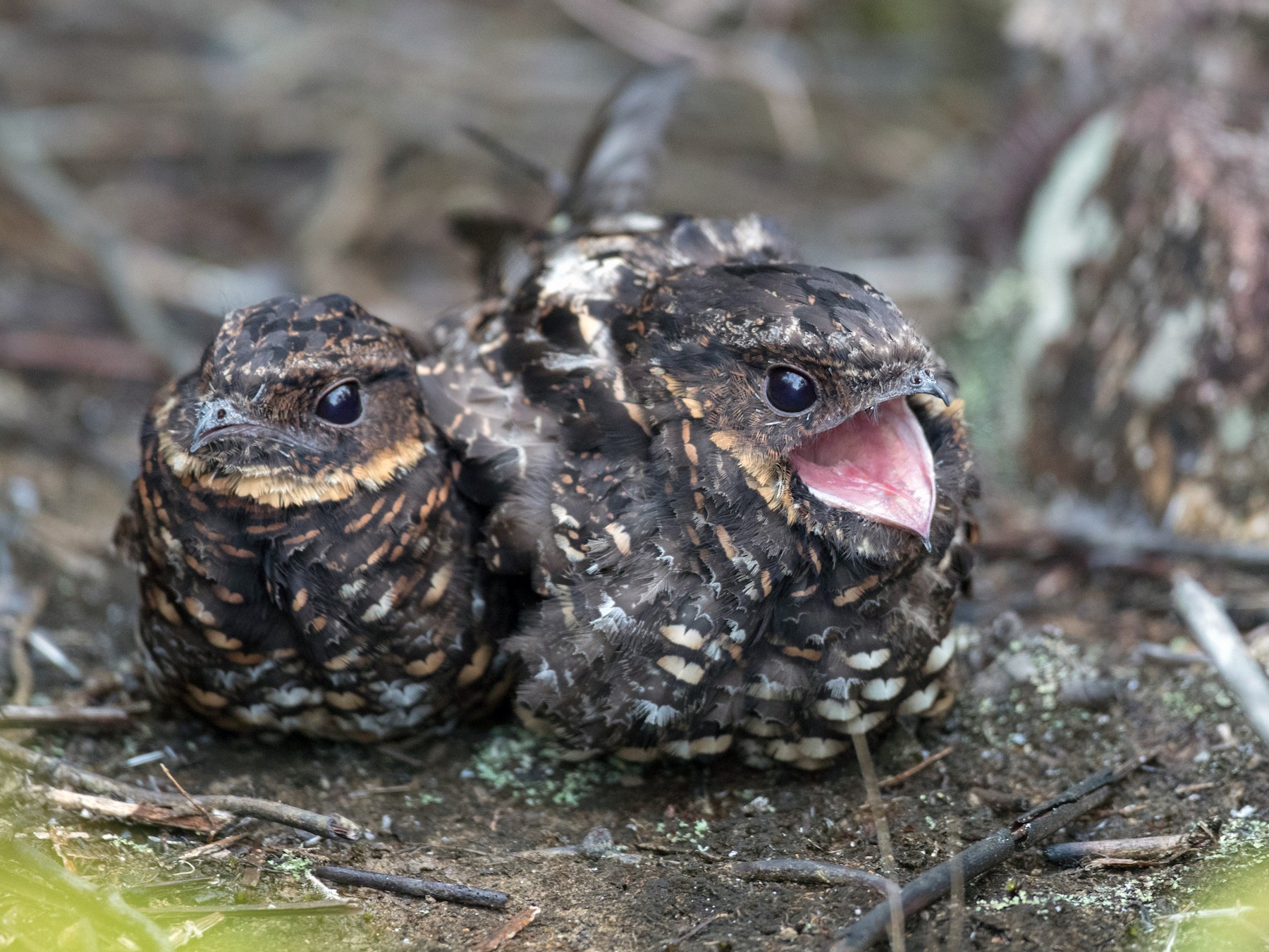 Diabolical Nightjar - Ian Davies