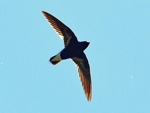 Photos - Purple Needletail - Hirundapus celebensis - Birds of the World