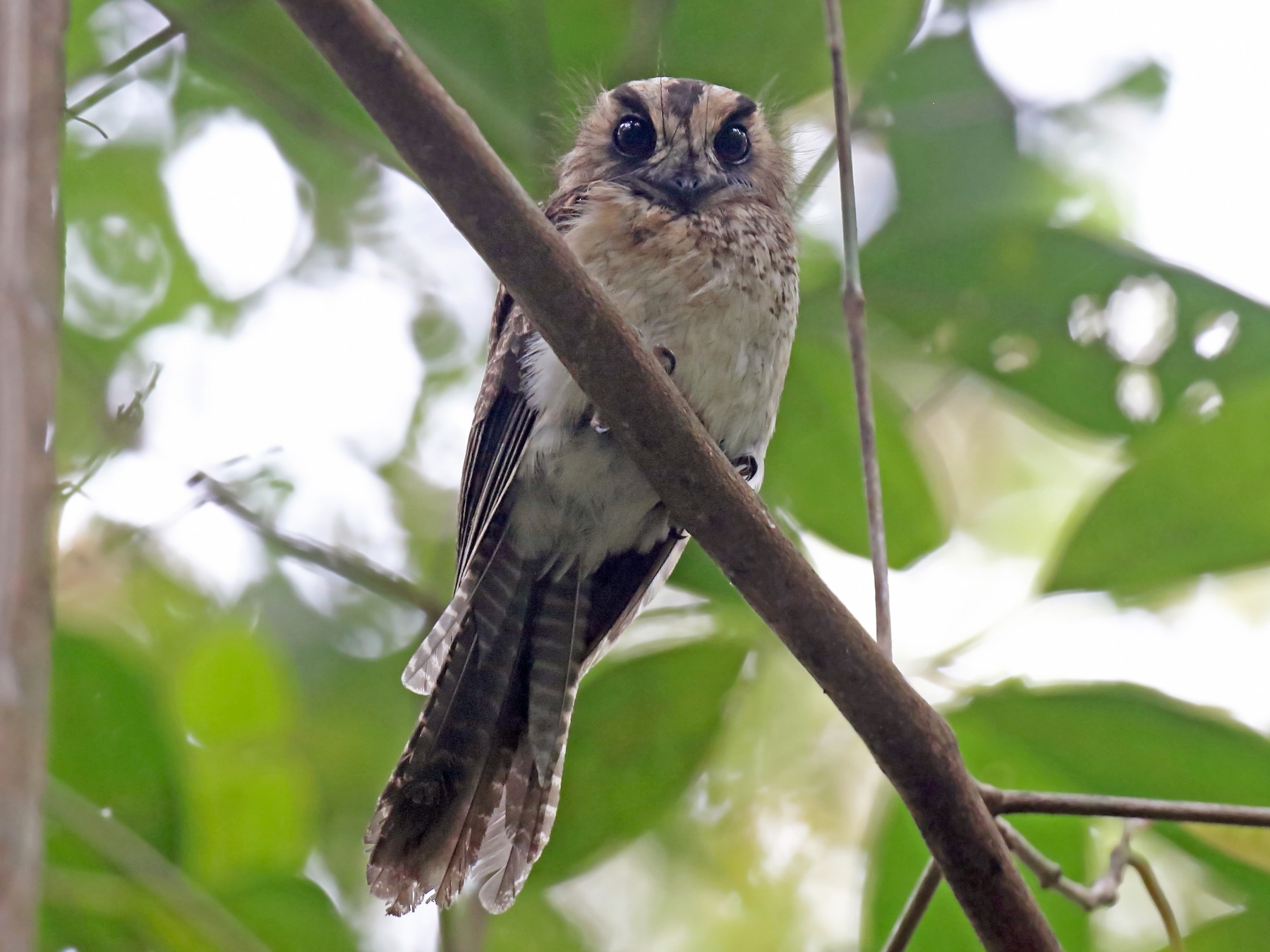 Vogelkop Owlet-nightjar - Daniel López-Velasco | Ornis Birding Expeditions