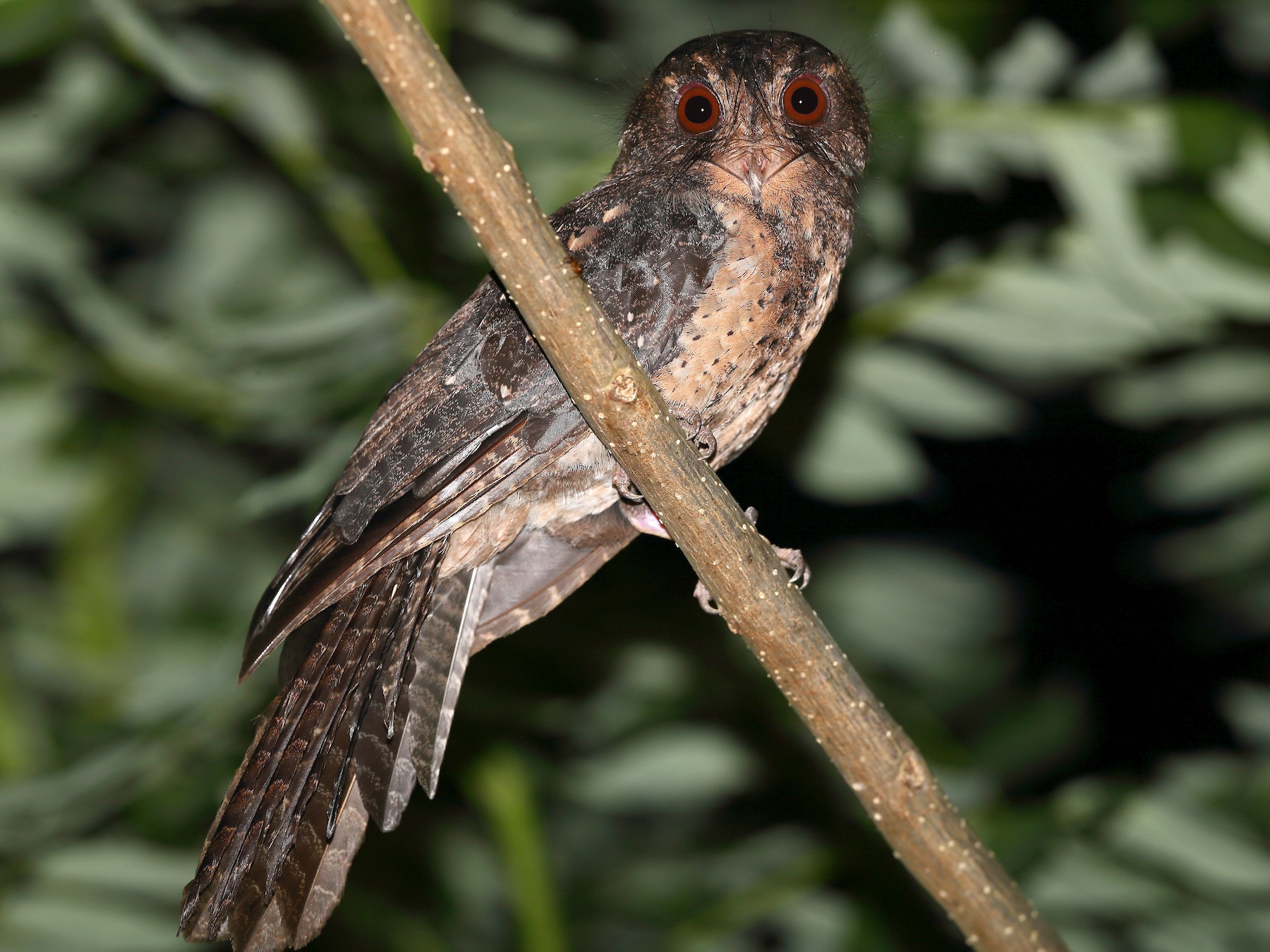 Moluccan Owlet-nightjar - Carlos Bocos