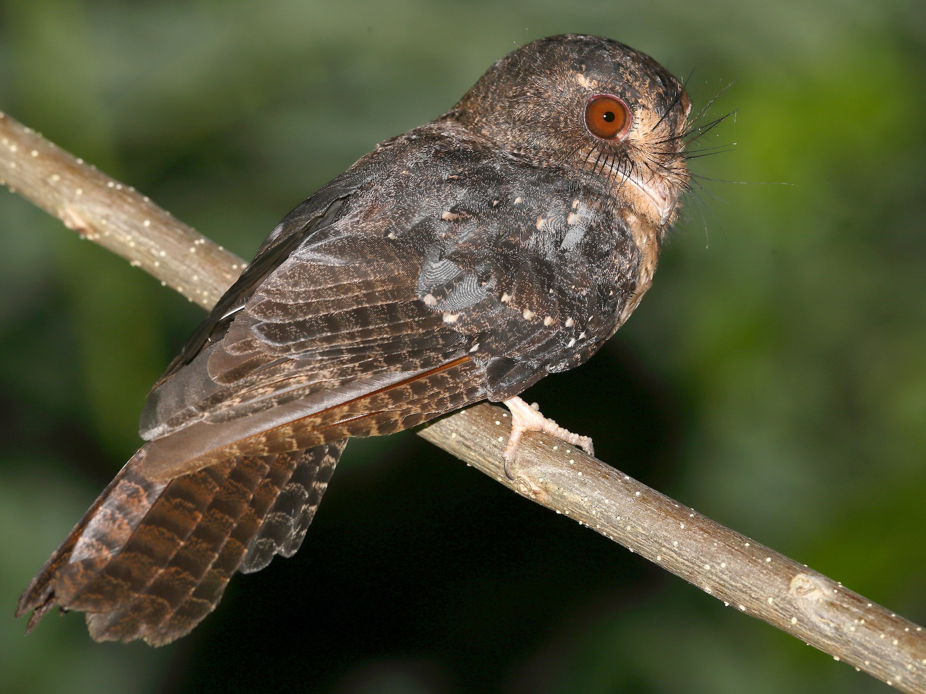 Moluccan Owlet-nightjar - eBird