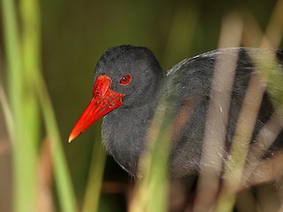 Invisible Rail - eBird