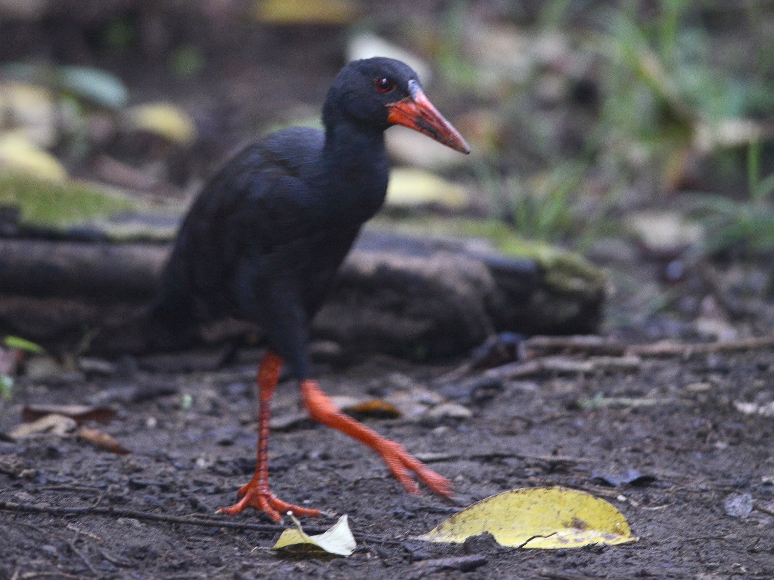 invisible rail - eBird