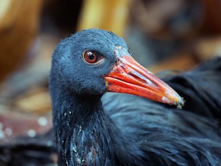 Invisible Rail - eBird