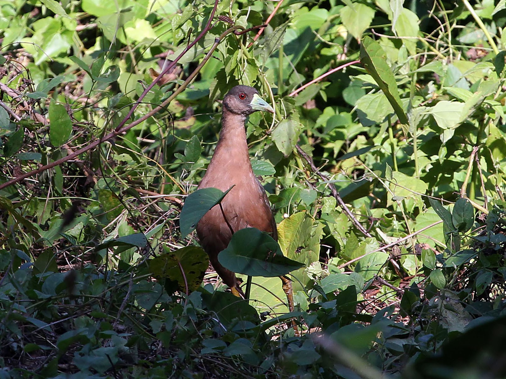 Isabelline Bushhen eBird
