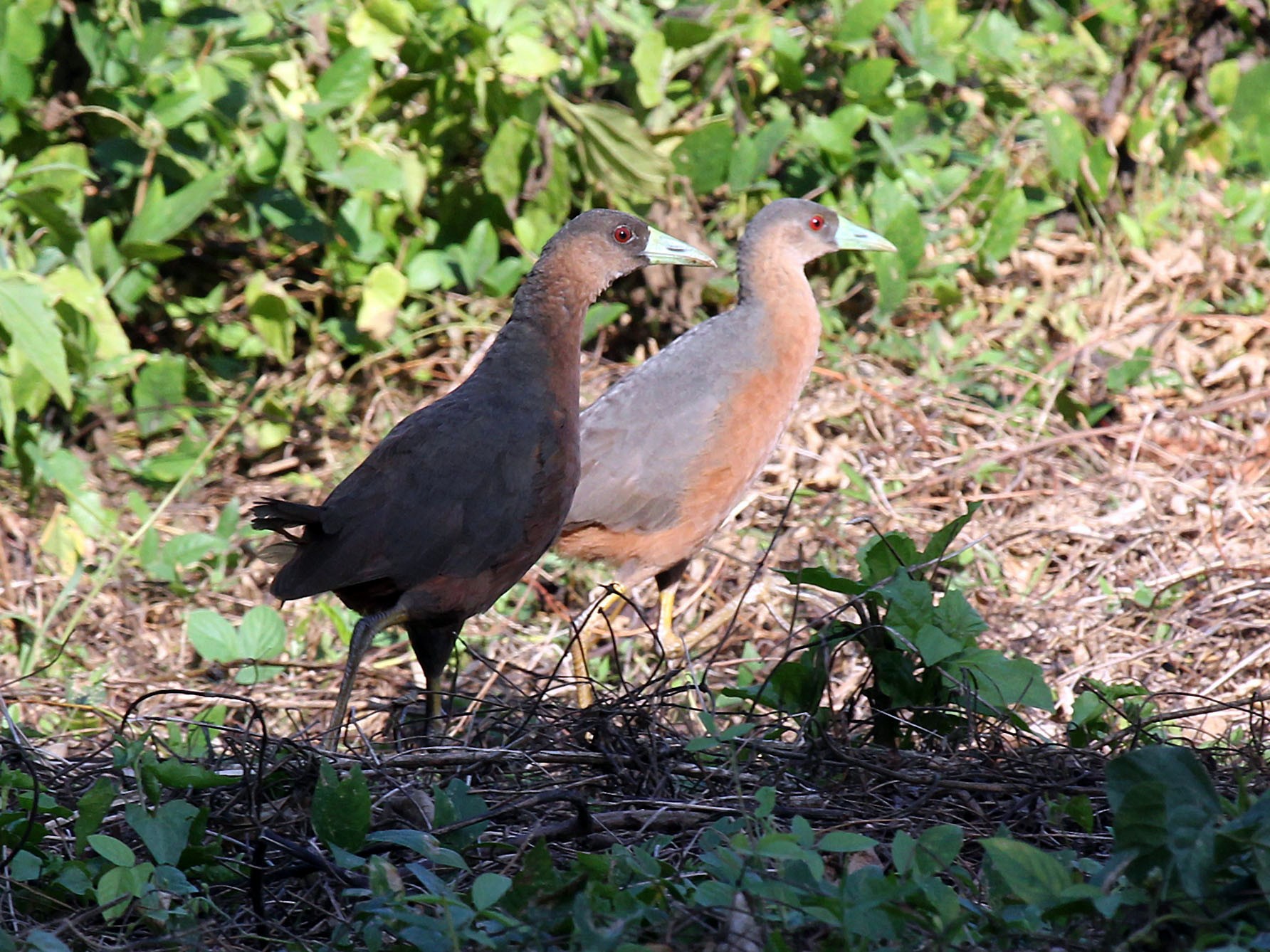 Isabelline Bush Hen Ebird