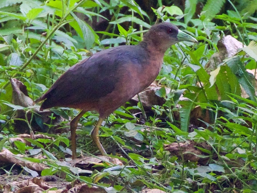 Isabelline Bushhen eBird