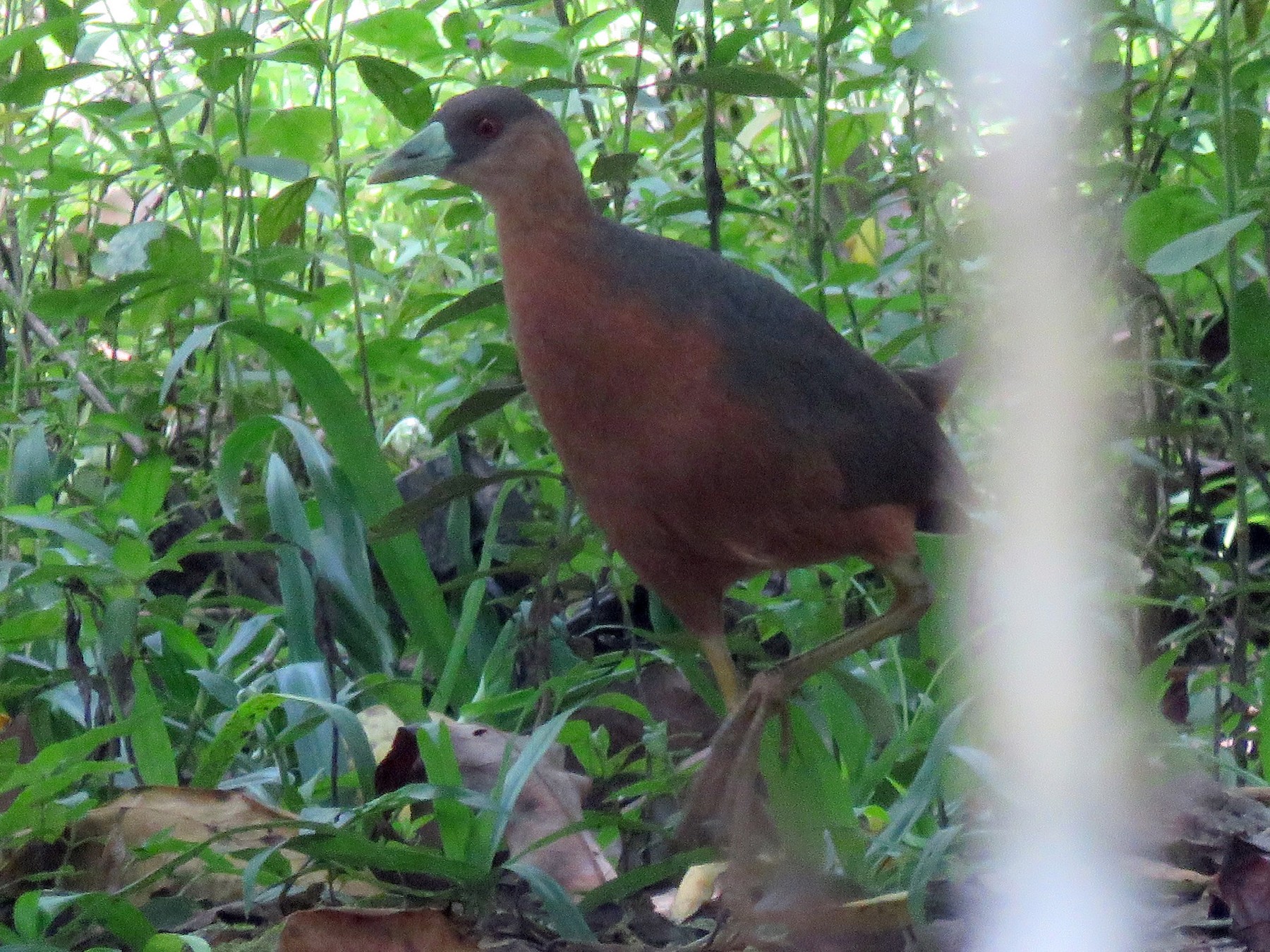 Isabelline Bushhen eBird