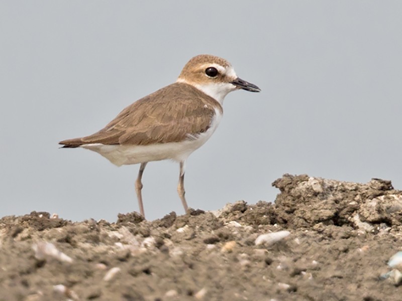 Javan Plover - Lars Petersson | My World of Bird Photography