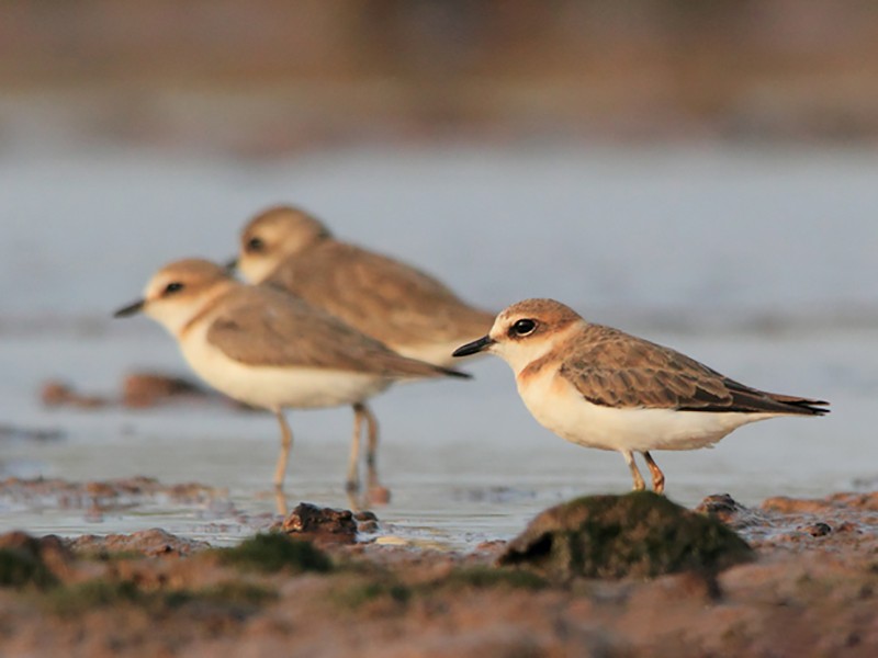 Javan Plover - Boas Emmanuel